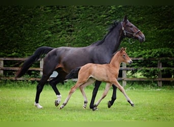 Hannoveraan, Merrie, 1 Jaar, 170 cm, Roodbruin