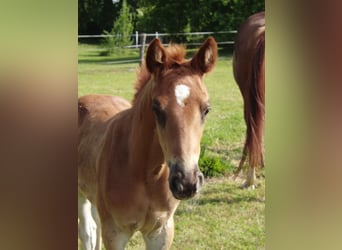 Hannoveraan, Merrie, 1 Jaar, 170 cm, Vos