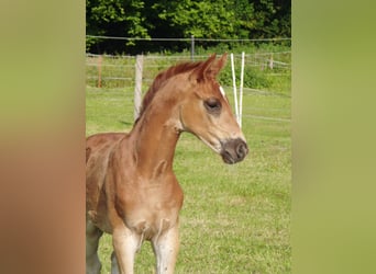 Hannoveraan, Merrie, 1 Jaar, 170 cm, Vos