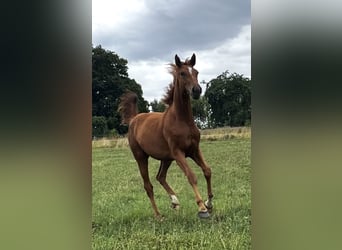 Hannoveraan, Merrie, 1 Jaar, 170 cm, Vos