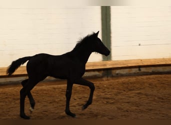 Hannoveraan, Merrie, 1 Jaar, 170 cm, Zwart