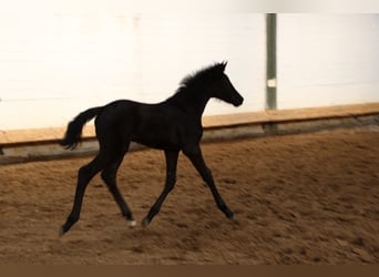 Hannoveraan, Merrie, 1 Jaar, 170 cm, Zwart