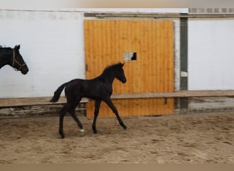 Hannoveraan, Merrie, 1 Jaar, 170 cm, Zwart