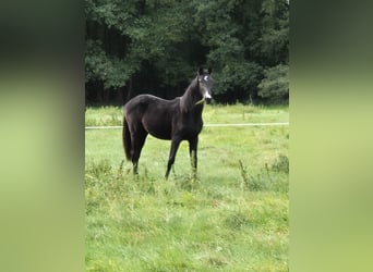 Hannoveraan, Merrie, 1 Jaar, 170 cm, Zwart