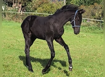 Hannoveraan, Merrie, 1 Jaar, 170 cm, Zwart