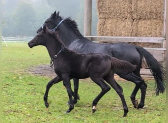 Hannoveraan, Merrie, 1 Jaar, 170 cm, Zwart