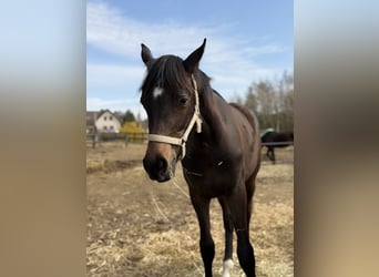 Hannoveraan, Merrie, 1 Jaar, 170 cm, Zwartbruin