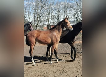 Hannoveraan, Merrie, 1 Jaar, 172 cm, Bruin