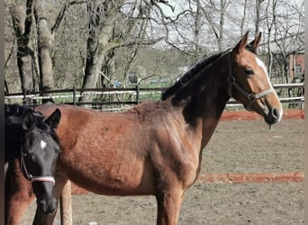 Hannoveraan, Merrie, 1 Jaar, 172 cm, Bruin