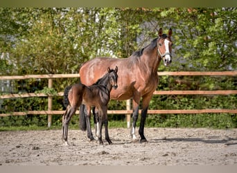 Hannoveraan, Merrie, 1 Jaar, 172 cm, Donkerbruin