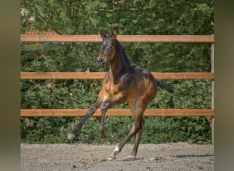 Hannoveraan, Merrie, 1 Jaar, 172 cm, Donkerbruin