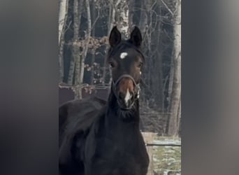 Hannoveraan, Merrie, 1 Jaar, 172 cm, Donkerbruin