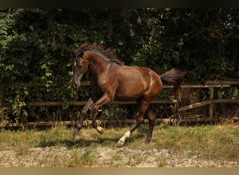 Hannoveraan, Merrie, 1 Jaar, 172 cm, Zwartbruin