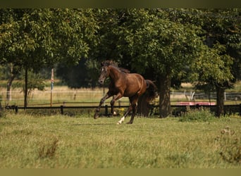 Hannoveraan, Merrie, 1 Jaar, 172 cm, Zwartbruin