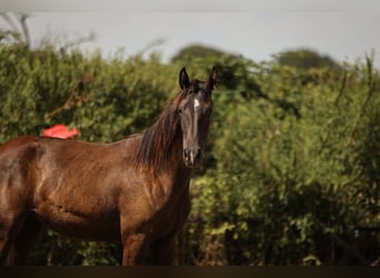 Hannoveraan, Merrie, 1 Jaar, 172 cm, Zwartbruin