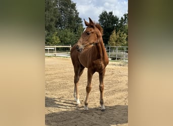 Hannoveraan, Merrie, 1 Jaar, 175 cm, Vos