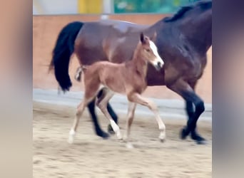 Hannoveraan, Merrie, 1 Jaar, Bruin