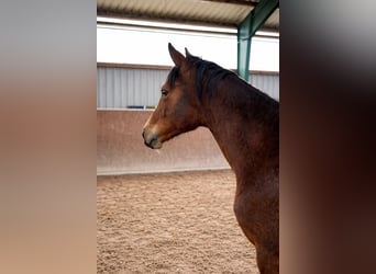 Hannoveraan, Merrie, 1 Jaar, Bruin