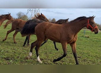 Hannoveraan, Merrie, 1 Jaar, Bruin