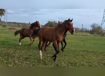 Hannoveraan, Merrie, 1 Jaar, Bruin