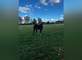 Hannoveraan, Merrie, 1 Jaar, Bruin