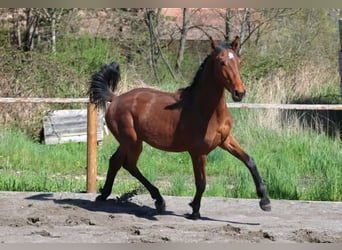 Hannoveraan, Merrie, 1 Jaar, Donkerbruin