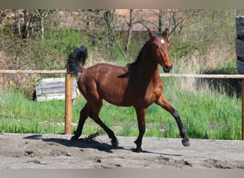 Hannoveraan, Merrie, 1 Jaar, Donkerbruin