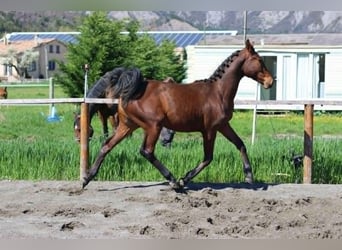 Hannoveraan, Merrie, 1 Jaar, Donkerbruin