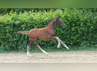 Hannoveraan, Merrie, 1 Jaar, Donkere-vos