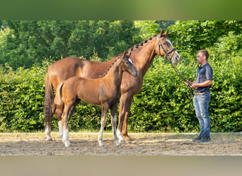 Hannoveraan, Merrie, 1 Jaar, Donkere-vos