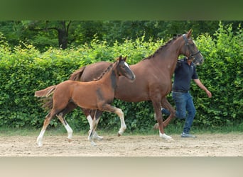 Hannoveraan, Merrie, 1 Jaar, Donkere-vos