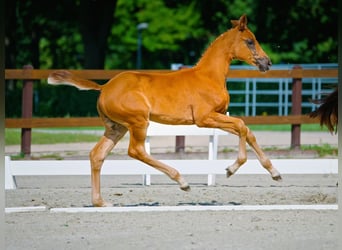Hannoveraan, Merrie, 1 Jaar, Donkere-vos