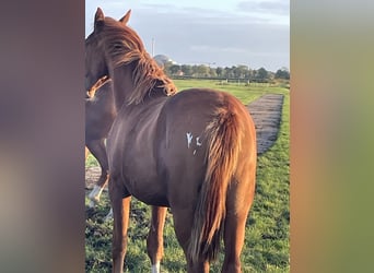 Hannoveraan, Merrie, 1 Jaar, Donkere-vos