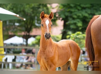Hannoveraan, Merrie, 1 Jaar, Donkere-vos