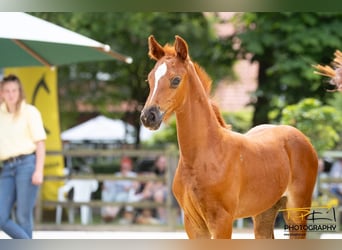 Hannoveraan, Merrie, 1 Jaar, Donkere-vos