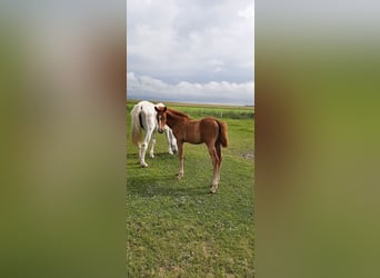 Hannoveraan, Merrie, 1 Jaar, kan schimmel zijn