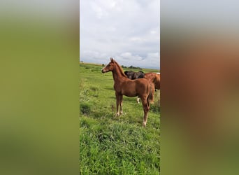 Hannoveraan, Merrie, 1 Jaar, kan schimmel zijn