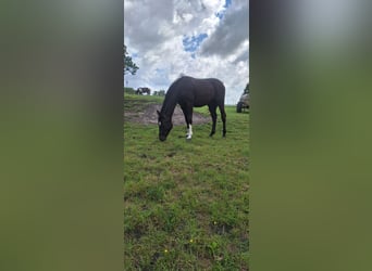Hannoveraan, Merrie, 1 Jaar