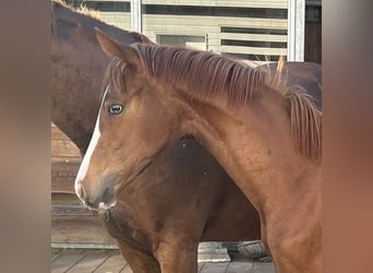 Hannoveraan, Merrie, 1 Jaar, Vos