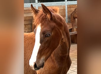 Hannoveraan, Merrie, 1 Jaar, Vos