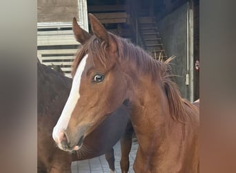 Hannoveraan, Merrie, 1 Jaar, Vos