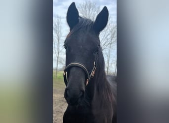 Hannoveraan, Merrie, 1 Jaar, Zwart