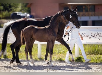Hannoveraan, Merrie, 1 Jaar, Zwart
