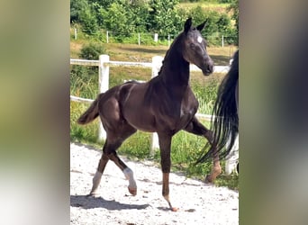 Hannoveraan, Merrie, 1 Jaar, Zwart
