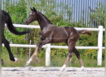 Hannoveraan, Merrie, 1 Jaar, Zwart