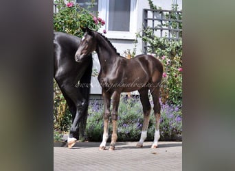 Hannoveraan, Merrie, 1 Jaar, Zwart