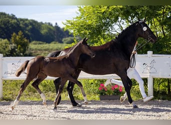 Hannoveraan, Merrie, 1 Jaar, Zwart