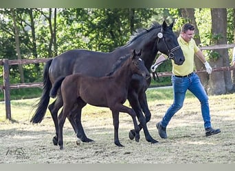 Hannoveraan, Merrie, 1 Jaar, Zwart