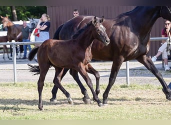 Hannoveraan, Merrie, 1 Jaar, Zwart