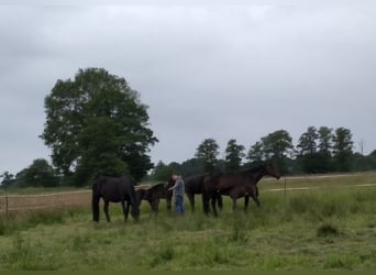 Hannoveraan, Merrie, 20 Jaar, 165 cm, Bruin